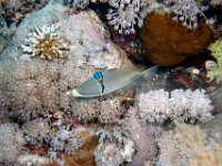 Arabian Picasso Trigger Fish. Red Sea Egypt